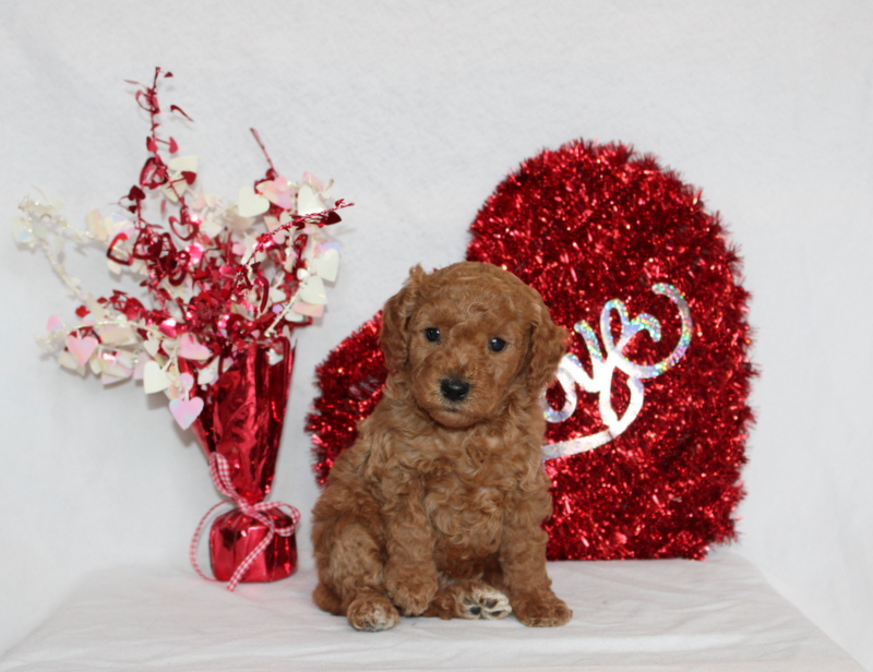 puppy, for, sale, Mini Berndoodle F2B, Matthew B. Stoltzfus, dog, breeder, Gap, PA, dog-breeder, puppy-for-sale, forsale, nearby, find, puppyfind, locator, puppylocator, aca